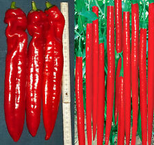 50 semi italiani mix peperoncino dolce e peperoncino corno di toro peperoncino gigante