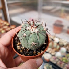 Echinocactus Horizonthalonius