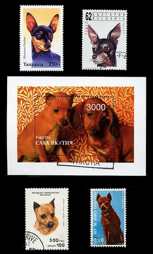 Miniature pinscher min - min, dog