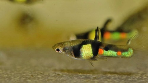 Endler tigre pesci - el,