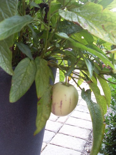 Melone pera pepino - pera, solanum