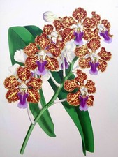 John Nugent Fitch ORIGINAL