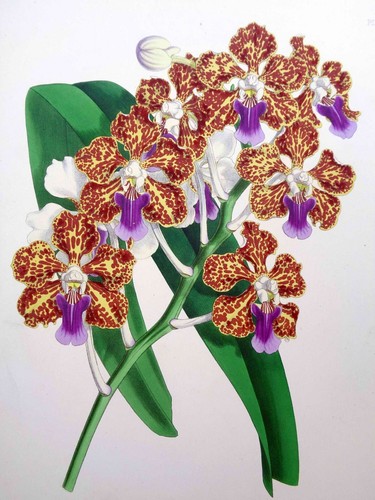 John nugent fitch original - fitch,