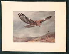 Stampa antica UCCELLO RAPACE