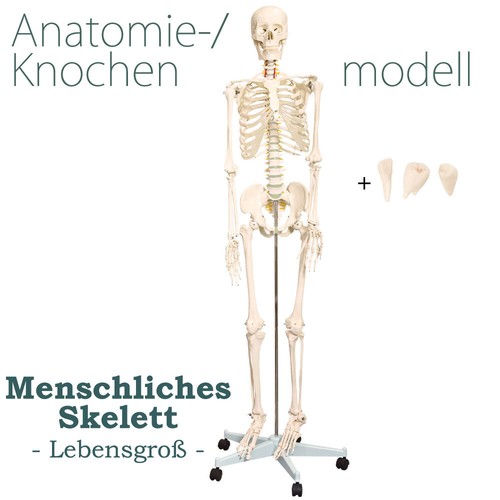 Modello anatomico scheletro - , a