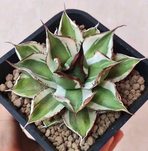 Agave giada cicada - giada,