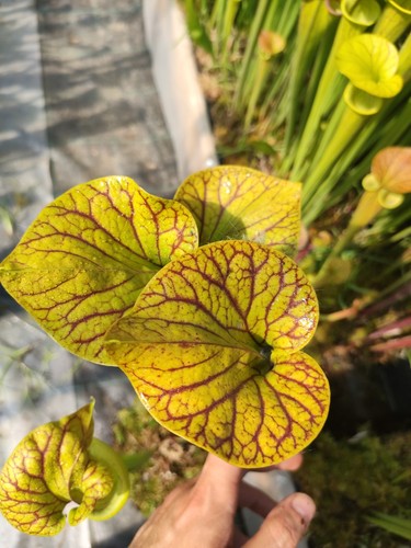 Sarracenia flava ornata - flava,