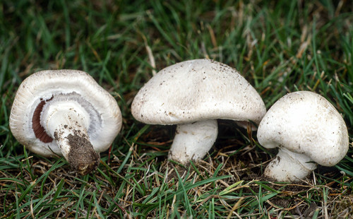 Agaricus bisporus fungo - , da