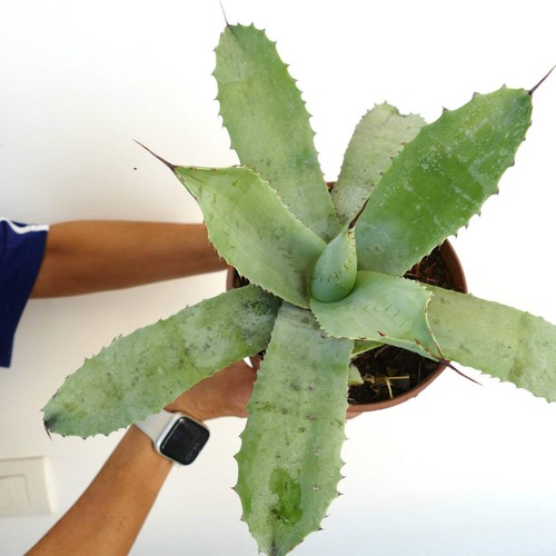 Agave celsii parryi - celsii,