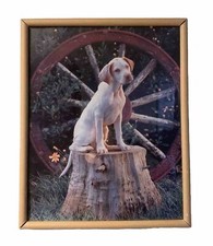 English Pointer Puppy Dog