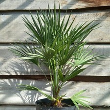 Chamaerops humilis, totale