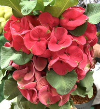 Euphorbia Milii TOP MILIONARIO