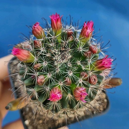Mammillaria hybrid black - mammillaria,