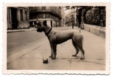 Schnauzer gigante cane