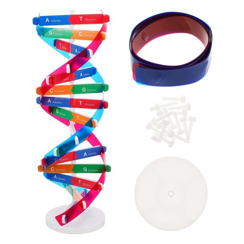 Dna educativo modello doppia - dna,