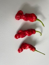 50+ Red Penis Peter Pepper