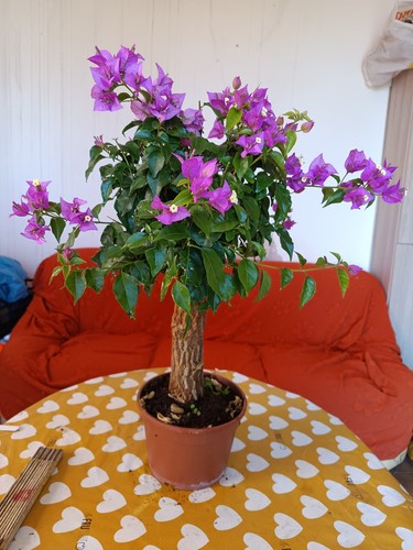 Bouganvillea bonsai vaso - bouganvillea, 20