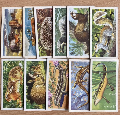 British wild life brooke bond - british, "brooke