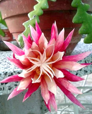 SELENICEREUS ANTHONYANUS