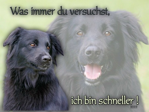 Targa avvertimento per cani - avvertimento,