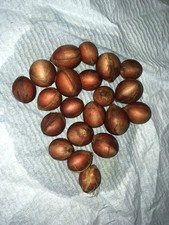 Palma da sposa (Lytocaryum weddellianum) 10 SEMI FRESCHI