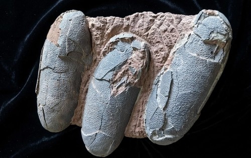 Oviraptor egg nest fossil - egg, –