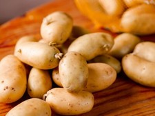 Patate fresche da semi d'oro