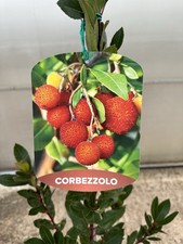 Pianta Di Corbezzolo, Arbutus