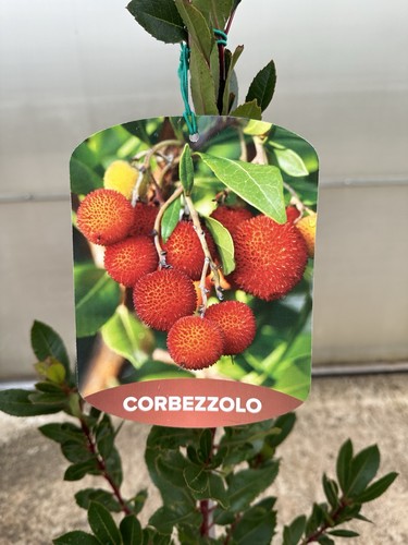 Pianta corbezzolo arbutus - di,