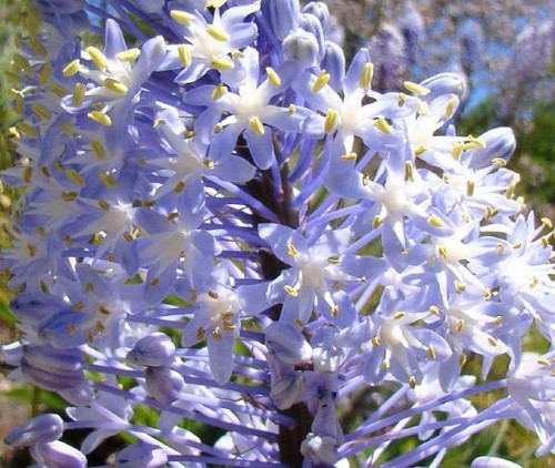 Merwilla plumbea scilla - plumbea,