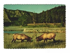 Gli alci toro si impegnano in