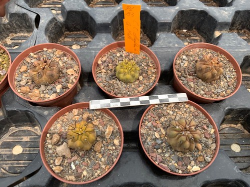 Wholesale pack copiapoa - wholesale,
