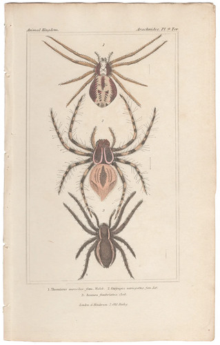 Cuvier regno animale - cuvier, antica