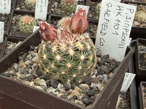 Pediocactus simponii hk1101 - hk1101,