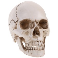  LifeSize 1:1 Human Skull