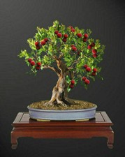 CORBEZZOLO - ARBUTUS UNEDO, 10 semi + GRATIS