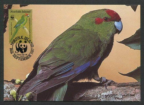 Norfolk island uccelli - norfolk, mk