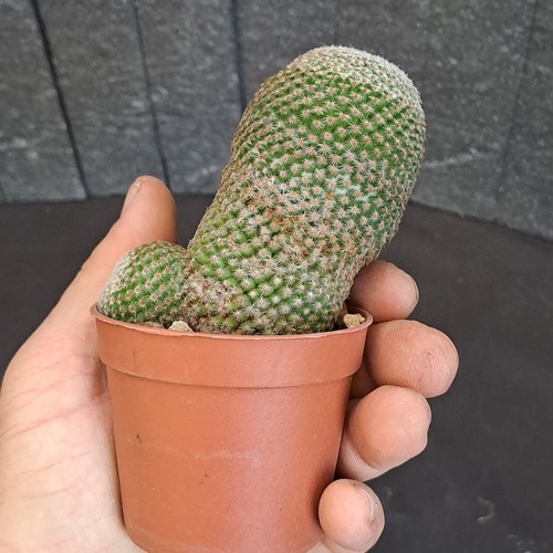 Mammillaria tlalocii - , (mexico)