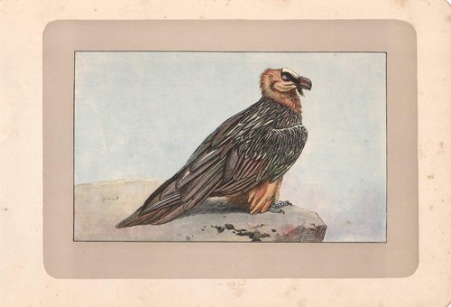 Uccelli rapaci gipeto gypaetus - uccelli,