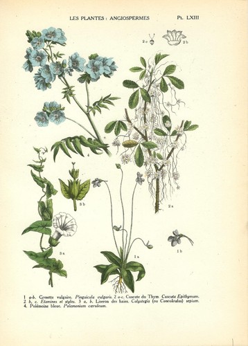 Stampa antica fiori - stampa, pinguicula