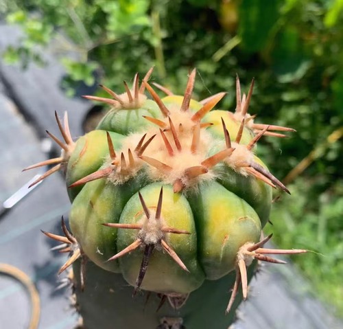 Echinocactus horizonthalo