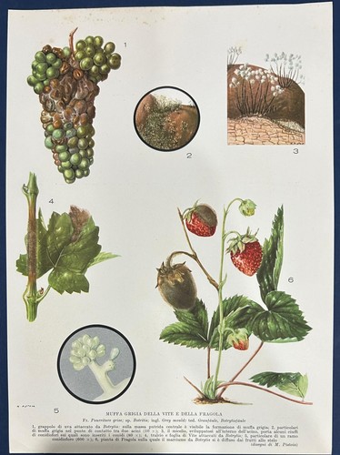 Stampa botanica vintage muffa - stampa,