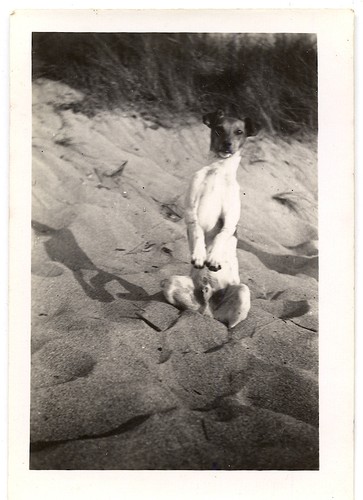 Cane fagiano bello piedi - fagiano, il