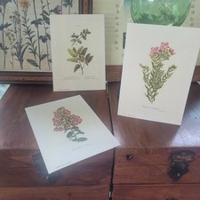ar113) Set 3 Stampe Botaniche Il Grifo Milano Botanica Da Collezione