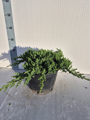 Juniperus procumbens