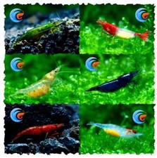 NEOCARIDINE E CARIDINE GAMBERETTI PER ACQUARIO ACQUA DOLCE + OMAGGIO MANGIME