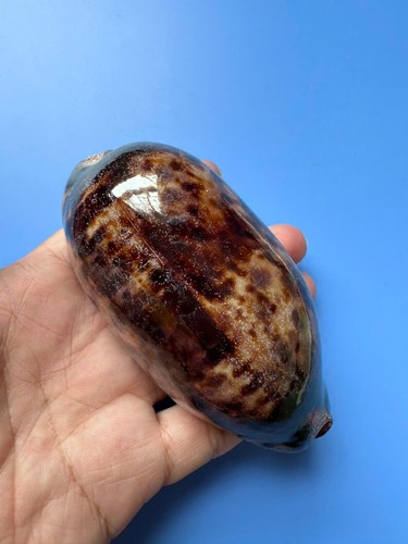 106 cypraea - 106,7, |