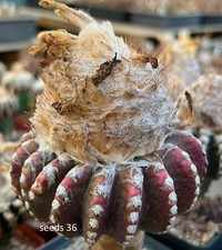 50 FRESH SEEDS,35. Discocactus