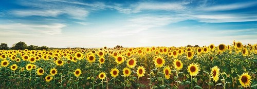 Quadro campo girasoli - di,