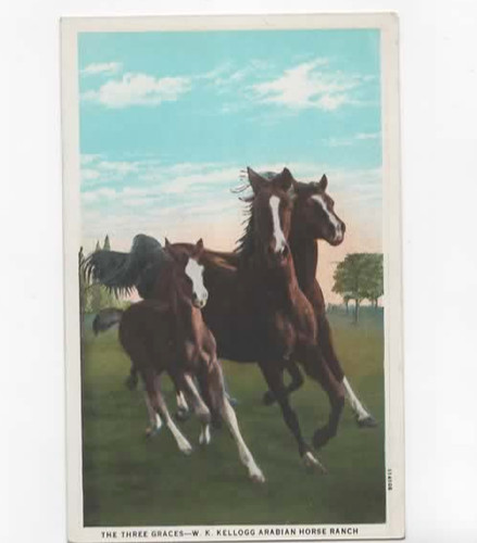Kellogg arabian horse - w.k.,